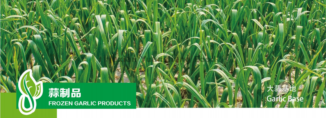 base di aglio