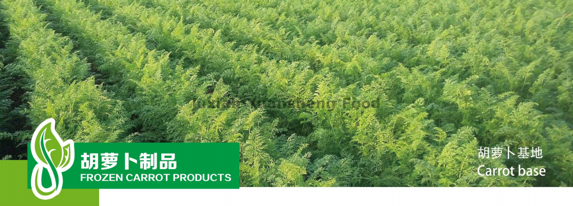 base di carote