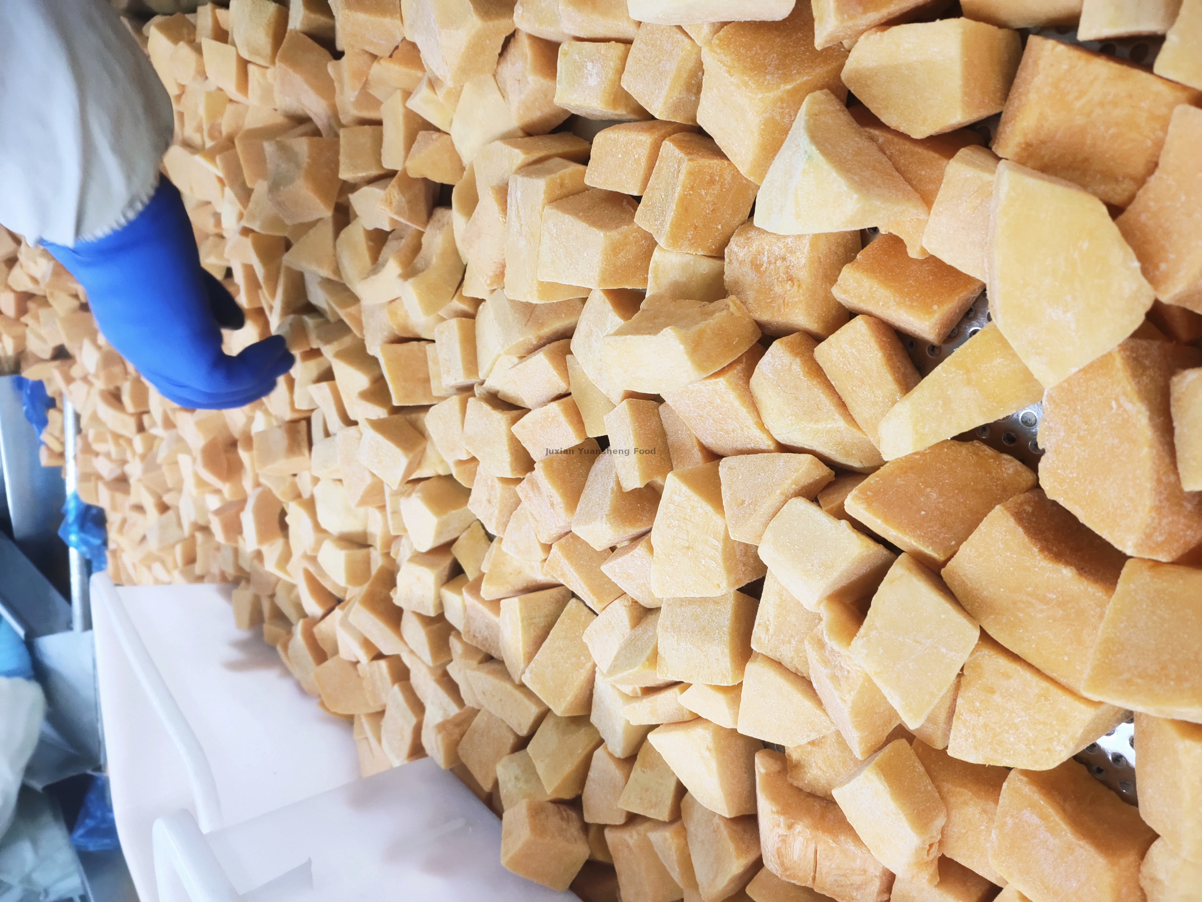 zucca 2 (3) - 副本